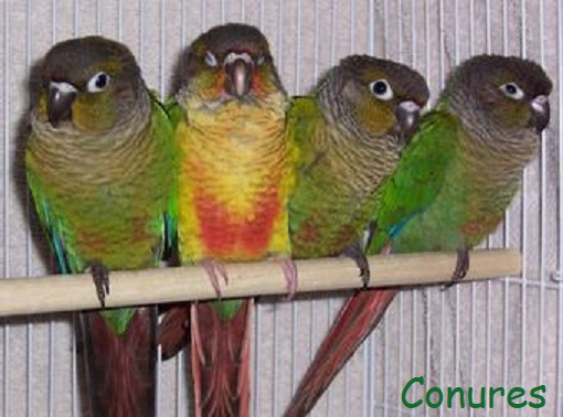 conures cover