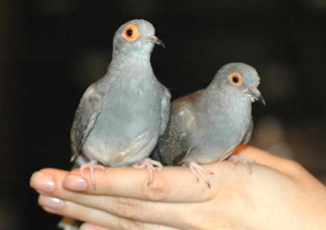 diamond dove on hand