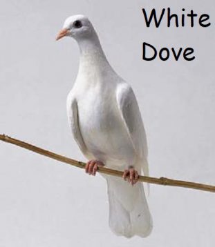 dove e1597082493349