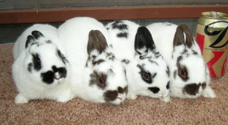 dwarf bunnies e1596831711622