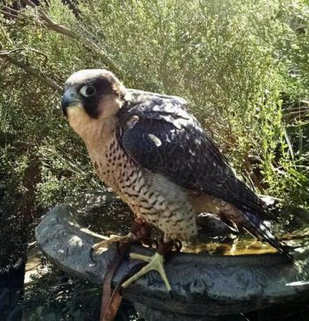 falcon on bath e1597096881738