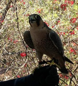 falcon on hand e1597096888153