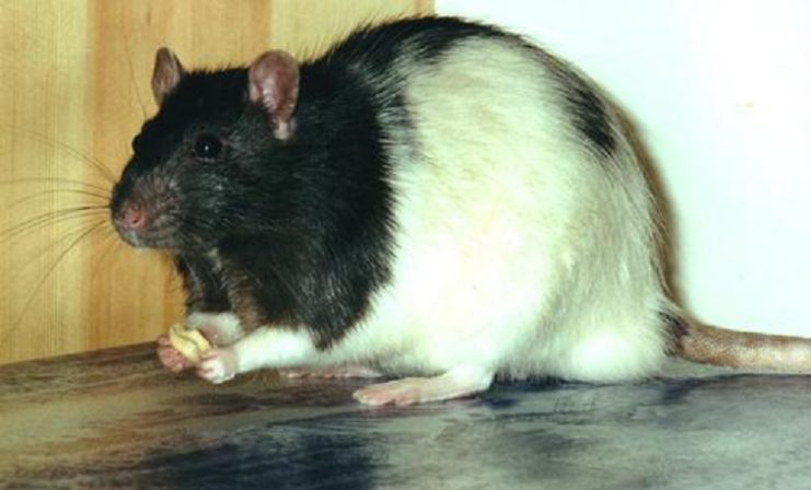 fancy rat e1596839059300