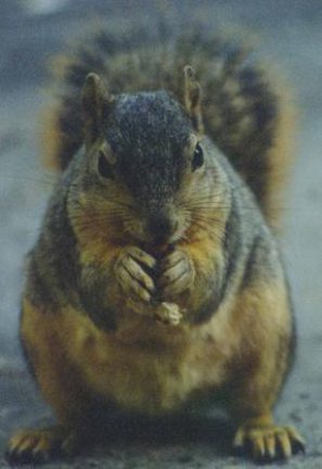 fat squirrel e1596755218670