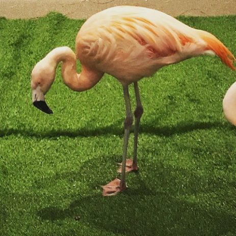 flamingo on grass e1597353779192