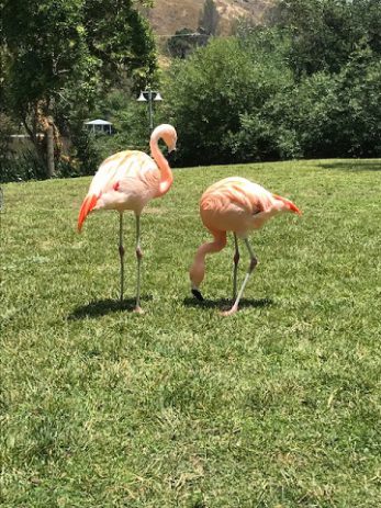 flamingos on set e1597353802978