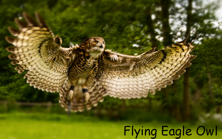 flying eagle owl