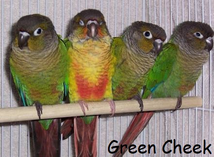 green cheek