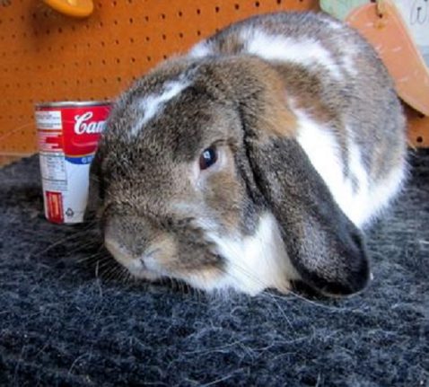 grey rabbit e1596831718432