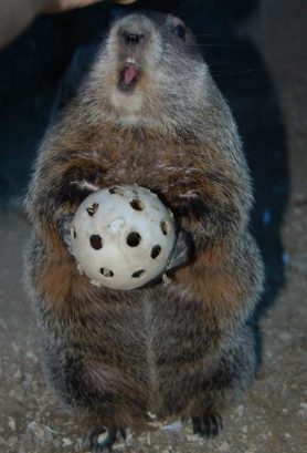 groundhog ball e1596754564826