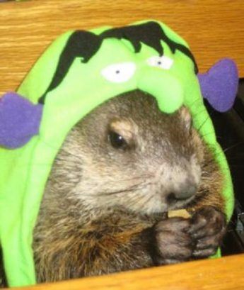 groundhog costume e1596754589338