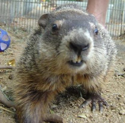 groundhog face e1596754597322