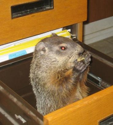 groundhog in drawer e1596754605665