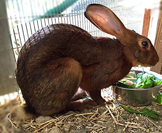 hare eating 1