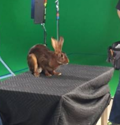 hare on set 1 e1596831735687