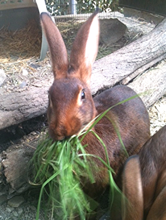 hare with grass 1 e1596831744805