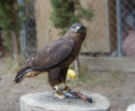 hawk on stump