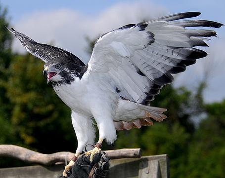 hawk open wings