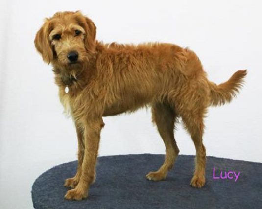 lucy profile e1596652445104