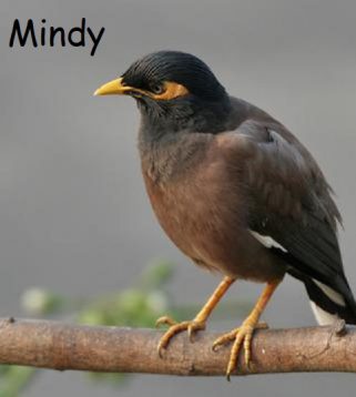 mindy e1597082526712