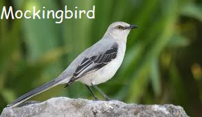 mockingbird