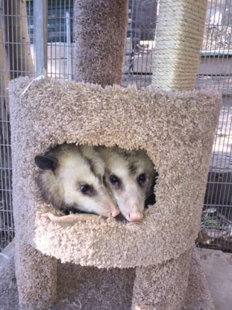 opossum cave rotated e1596755787190