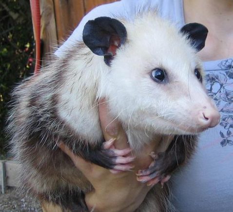 opossum held e1596755795176