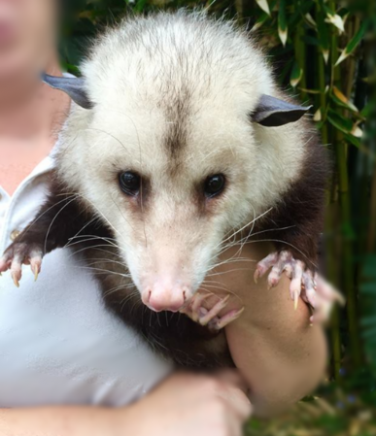 opossum in arms e1596755804599