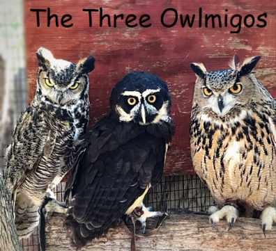 owlmigos e1597096937677