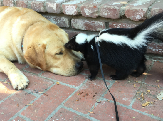 ozzie and skunk