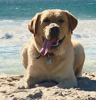 ozzie at the beach e1596662373523