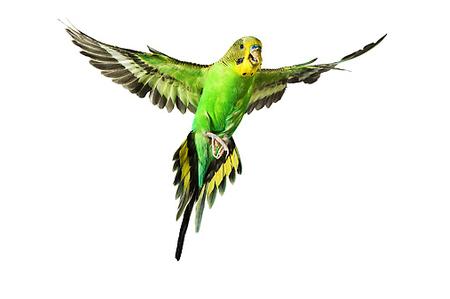 parakeet fly