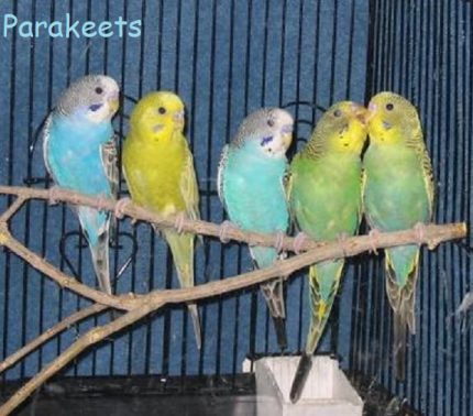 parakeets cover e1597171402627