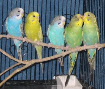 parakeets on perch e1597178708901