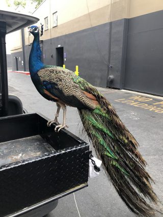 peacock on golf cart e1597358806444