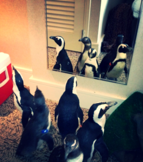 penguins in hotel e1597249720321