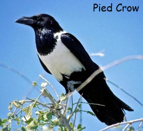 pied crow 1 e1597094622738