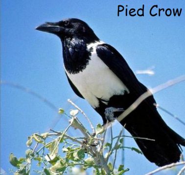 pied crow e1597082554724