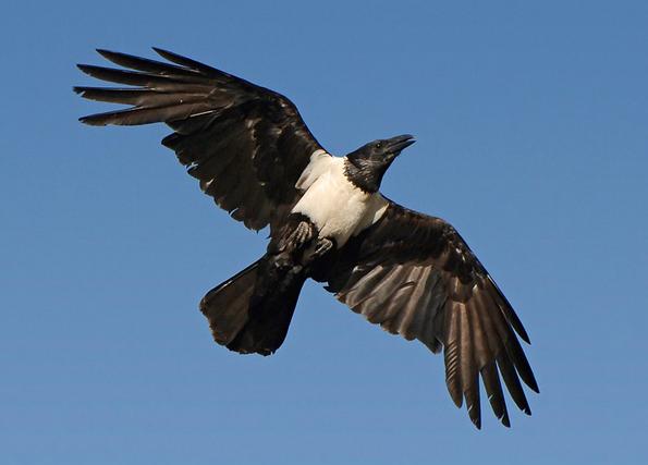 pied crow flying