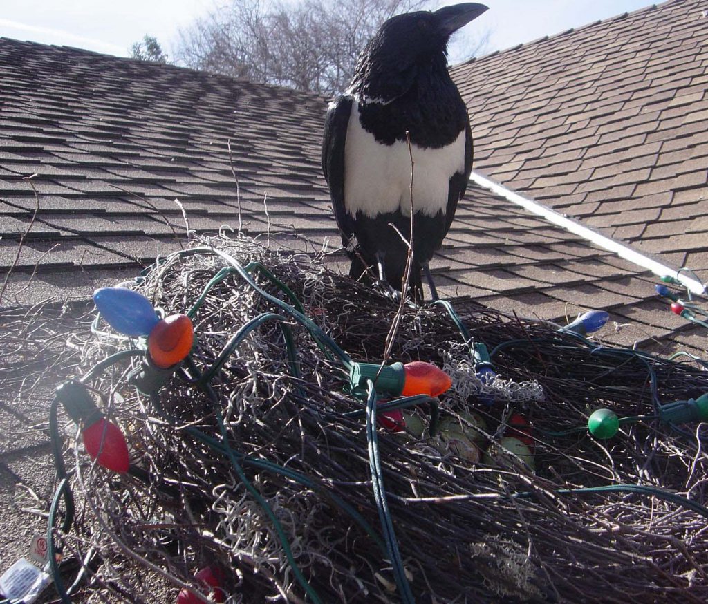 pied crow xmas e1597094616756