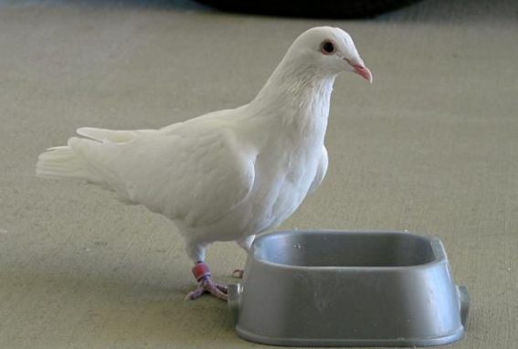 pigeonwhite e1597091299667