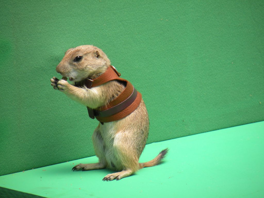 prairie dog green screen scaled e1596830648852