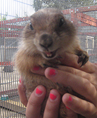 prairie dog in hands e1596830681403