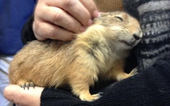 prairie dog petting e1596830687572