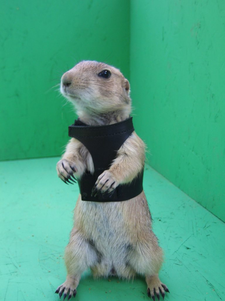 prairie dogs harness e1596830673682