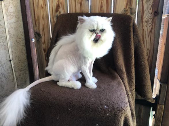 purrfect haircut e1596749564698