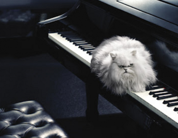 purrfect piano e1596749585353