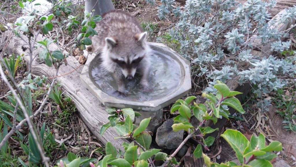 raccoon bath e1596757515473