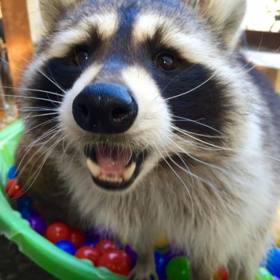 raccoon face e1596757508242