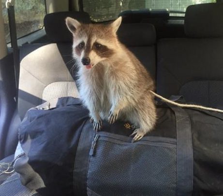 raccoon in car e1596757372607